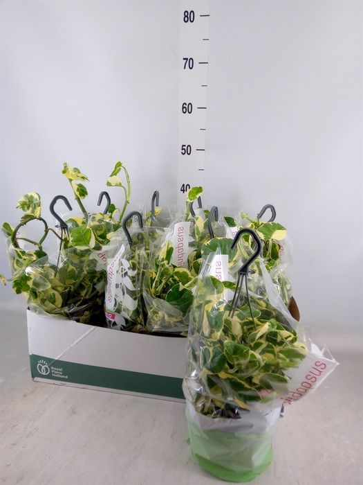 <h4>Epipremnum pinn. 'NJoy'</h4>