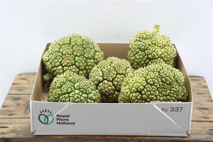 <h4>Sier Pandanus Fruit</h4>