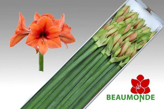 <h4>Hipp Ga Desire</h4>