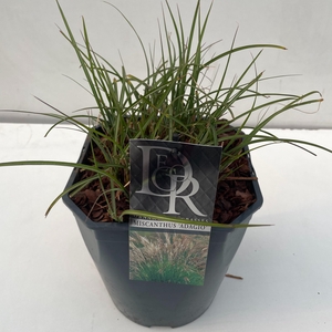 Graminées Miscanthus 'Adagio'