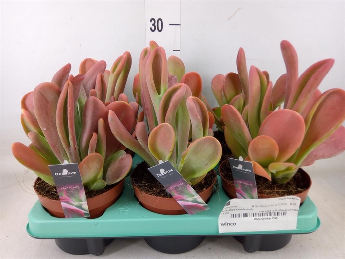 <h4>Kalanchoe NF   ...</h4>