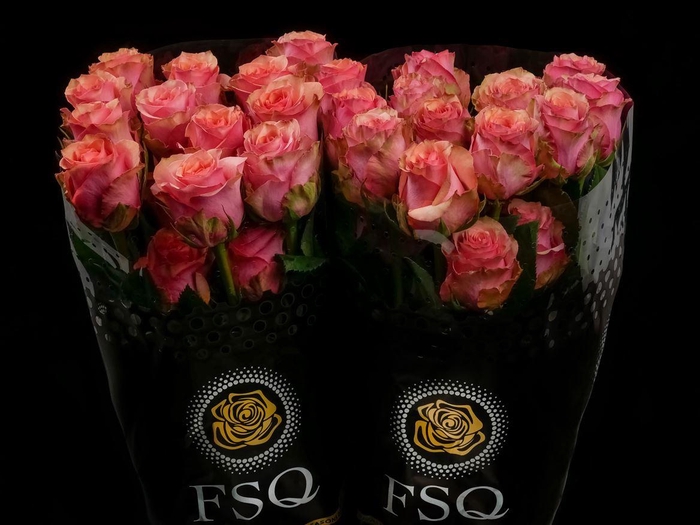 <h4>R GR Samba Pa Ti</h4>