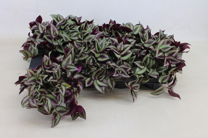 <h4>TRAD ZE PURPUSII</h4>