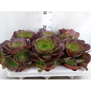 Aeonium arboreum 'Velours'