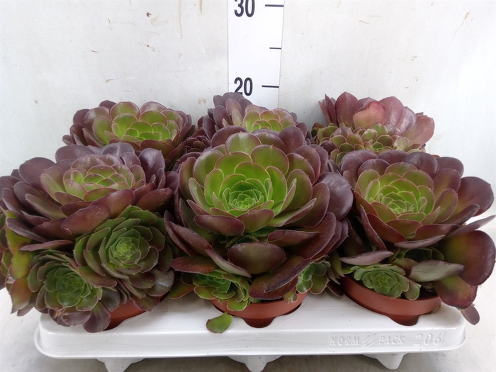 <h4>Aeonium arboreum 'Velours'</h4>