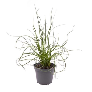 JUNCUS SPIRALLIS p6 Curl