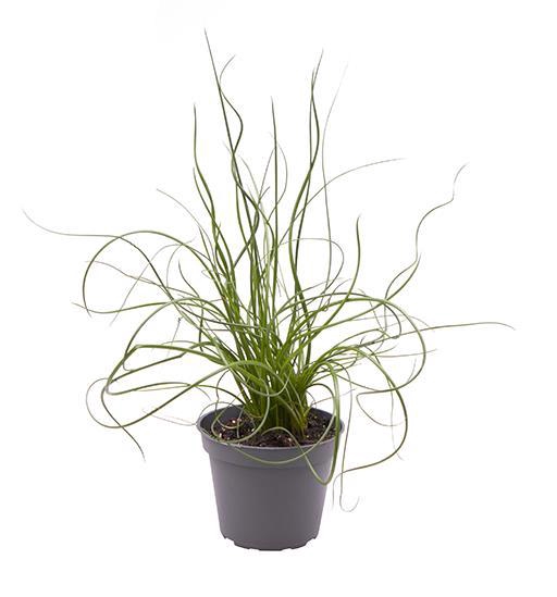 <h4>JUNCUS SPIRALLIS P6 SUPER CURL</h4>