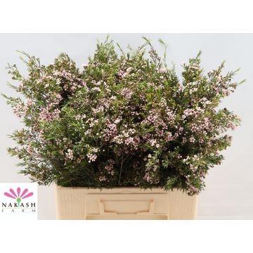 <h4>Cham Un Romi</h4>