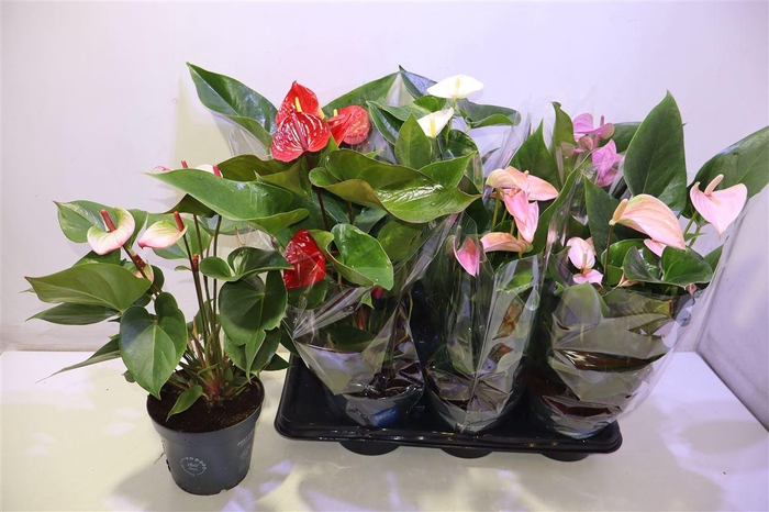 <h4>Anthu An Gem</h4>