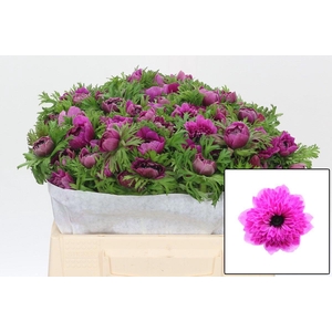 ANEM CO LEVAN FUCSIA