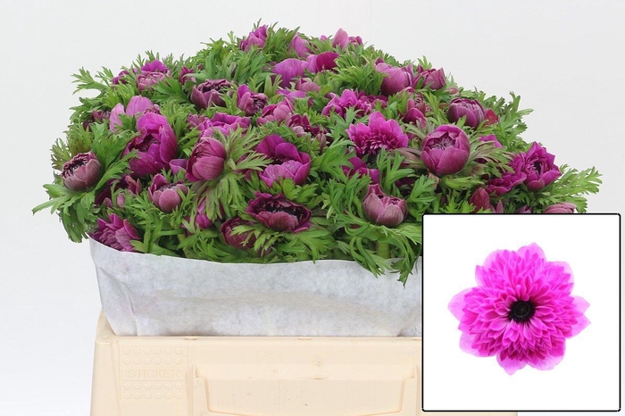 <h4>ANEM CO LEVAN FUCSIA</h4>