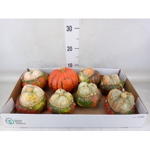 Cucurbita max. 'Turks Turban' mix