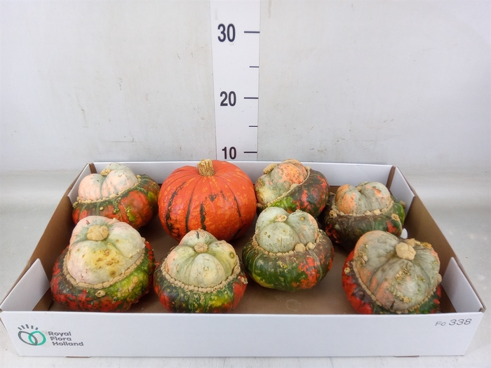 <h4>Cucurbita max. 'Turks Turban' mix</h4>