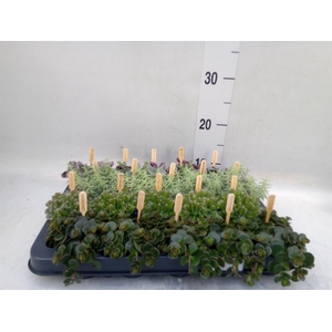 Planten ..mix