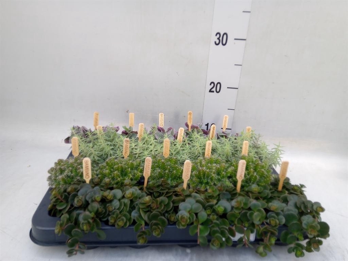 <h4>Planten ..mix</h4>