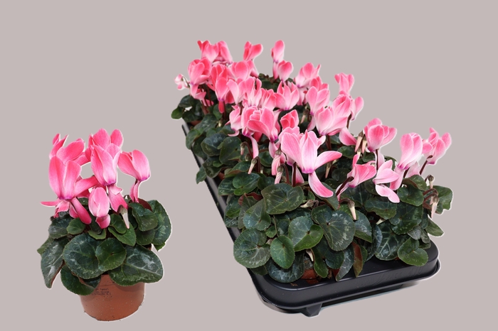 <h4>CYCL KL OVERIG</h4>