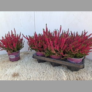 CALLU BL SABINE