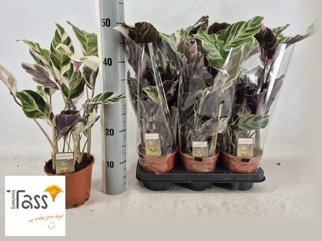 <h4>CALAT FUSION WHITE</h4>