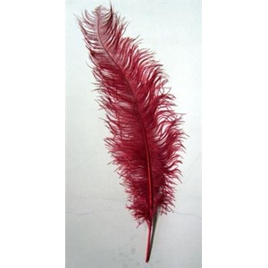 DROOG STRUISVOGELVEREN ROOD