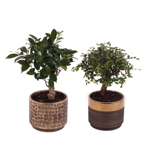 Bonsai Indoor Mix Ø12cm Ball Shape in Ø13cm Ceramic PL568