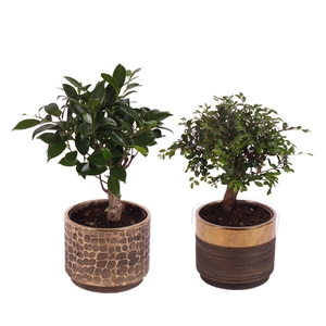 Bonsai Indoor Mix Ø 9cm Ball Shape in Ø10cm Ceramic PL568