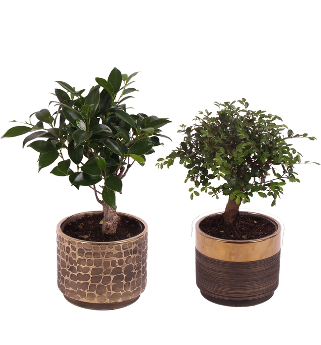 <h4>Bonsai Indoor Mix Ø 9cm Ball Shape in Ø10cm Ceramic PL568</h4>