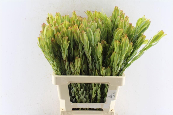 <h4>LEUCAD PROCERUM</h4>