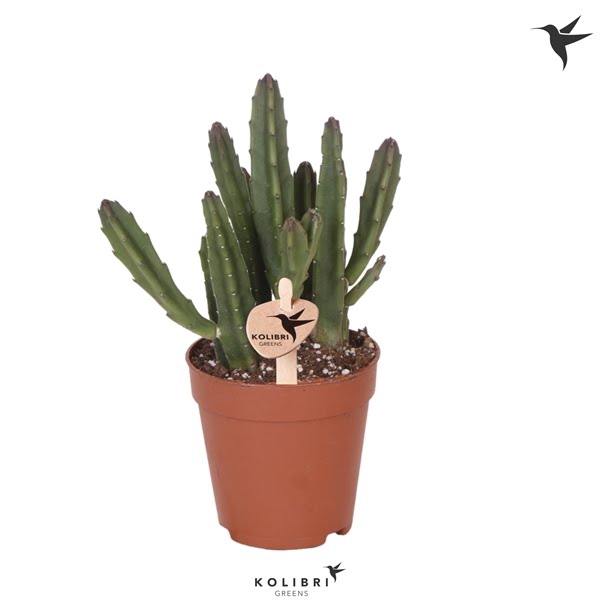 <h4>Kolibri Greens Stapelia Leendertziae</h4>