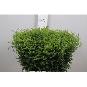 Solidago Strahlenkrone