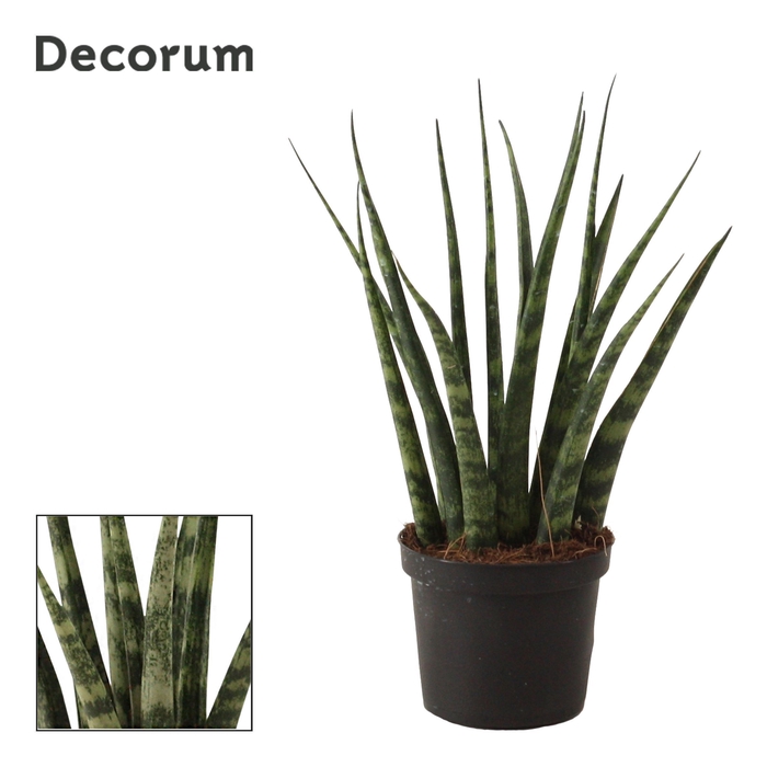 Sansevieria Fernwood 9 cm (Decorum)