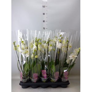 Phalaenopsis   ...white