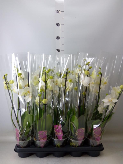 <h4>Phalaenopsis   ...white</h4>