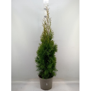 Thuja occid. 'Smaragd'