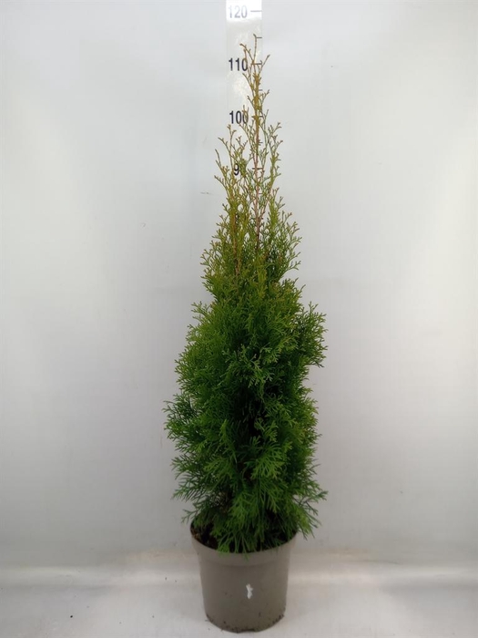 <h4>Thuja occid. 'Smaragd'</h4>