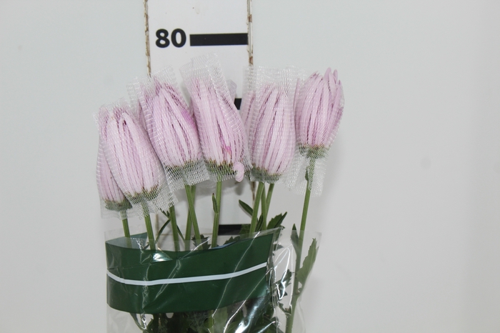 <h4>ANASTASIA ROSE 080 CM LILAS</h4>