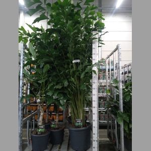 Caryota mitis