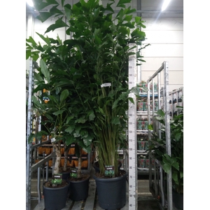 Caryota mitis