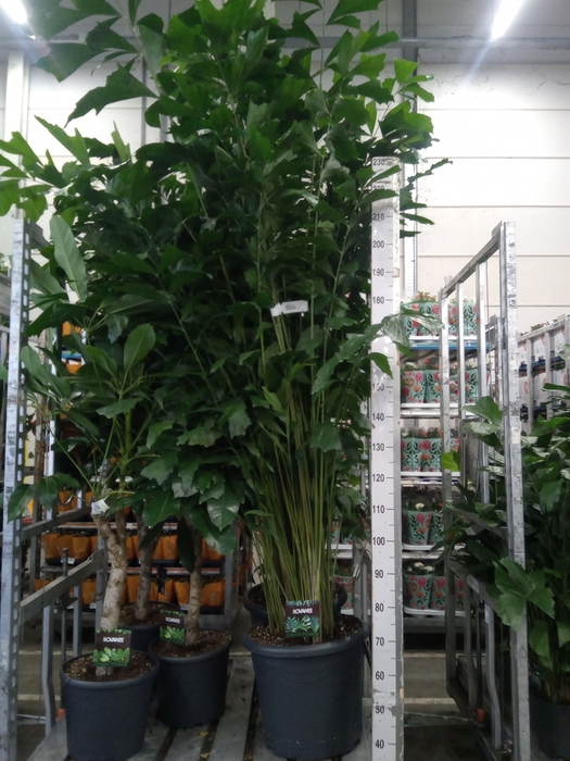 <h4>Caryota mitis</h4>