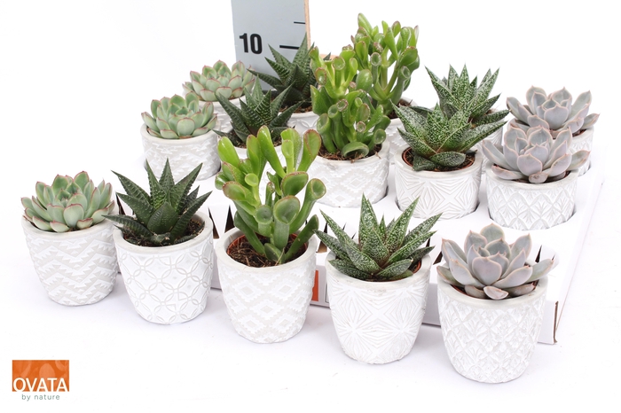 <h4>SUCC GEM 5 SRT</h4>