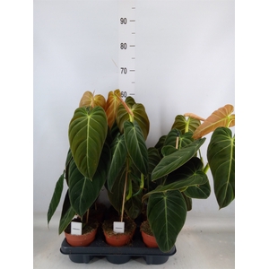Philodendron melanochrysum