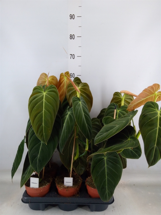 <h4>Philodendron melanochrysum</h4>