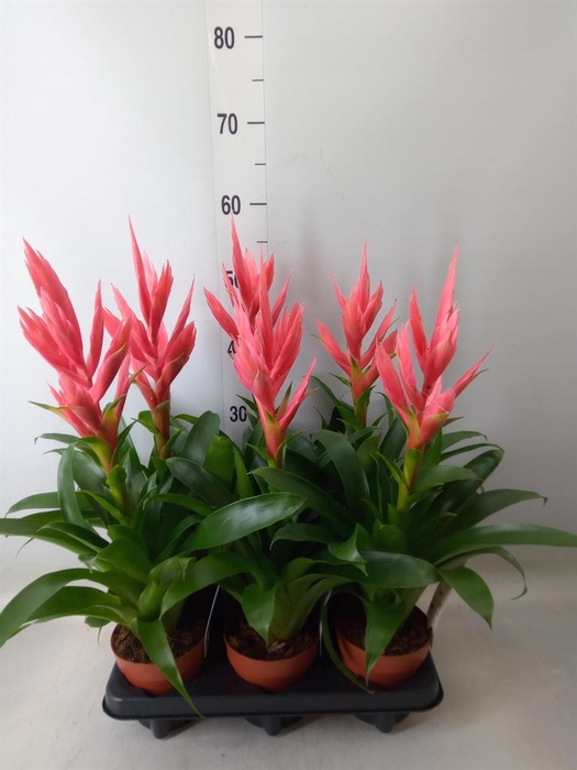 <h4>Tillandsia  'Ziva'</h4>