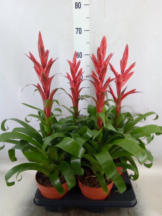 <h4>Tillandsia  'Naomi'</h4>