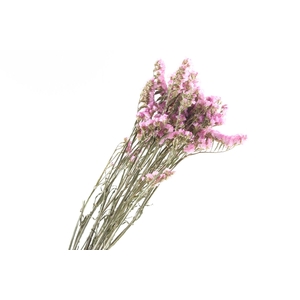 Statice Pink Light Natural