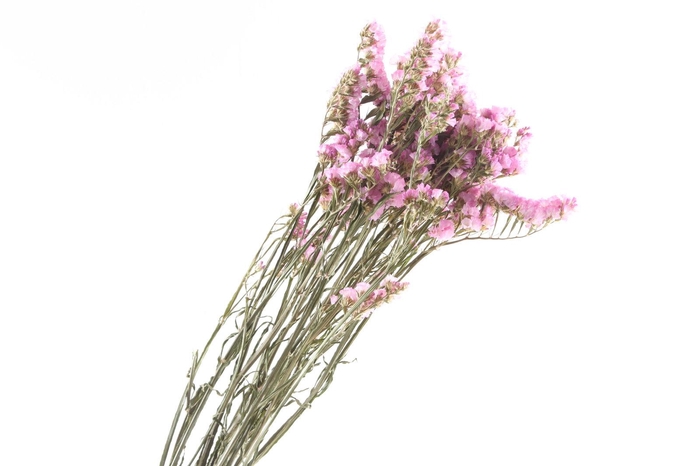 Statice Pink Light Natural