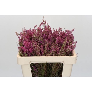 ERICA BICOLOR LILA