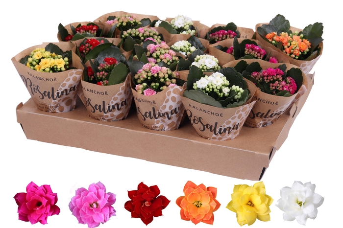 <h4>Kalanchoe Rosalina 06cm mix, papieren hoes</h4>