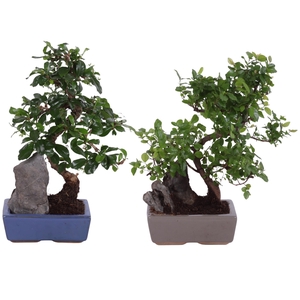 Bonsai S-Shape Mix with Rock in Ø15cm Ceramic