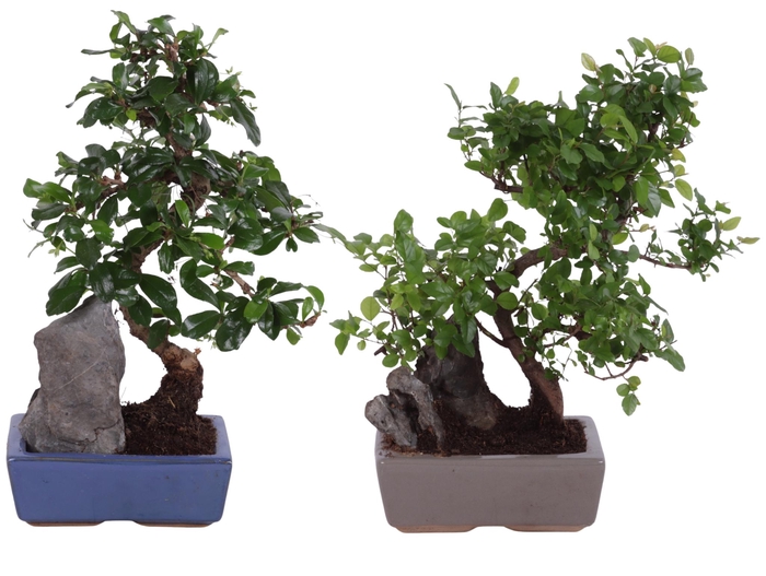 <h4>Bonsai S-Shape Mix with Rock in Ø15cm Ceramic</h4>