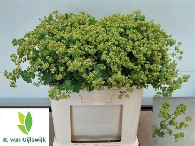 <h4>ALCH M ROBUSTICA</h4>